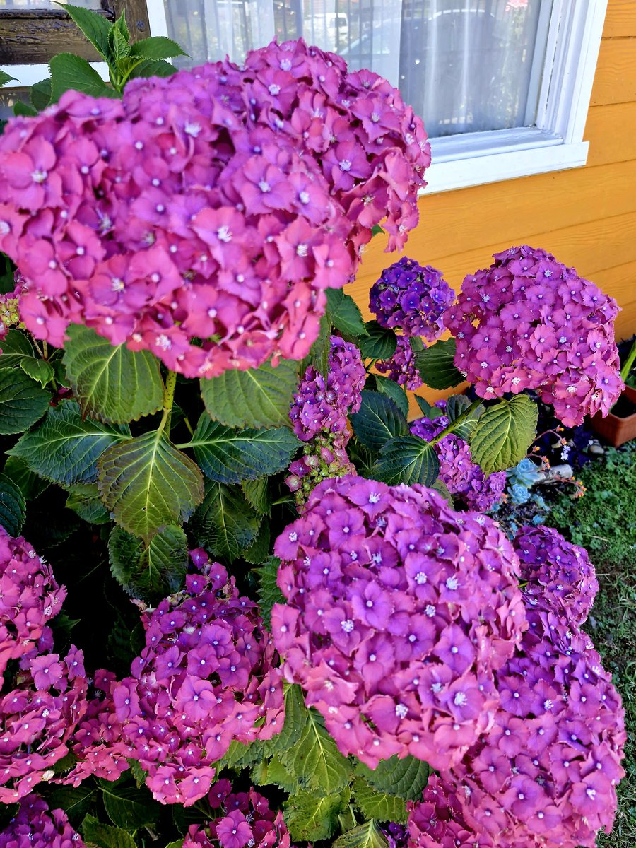 Las hortensias de mi mamá 🌺🩷