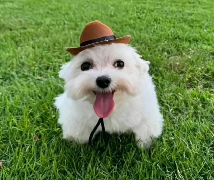 NicshotL's tweet photo. @amfytamine If your mouth was open like this silly dog I’d enjoy it more https://t.co/QZHaoYEcBg