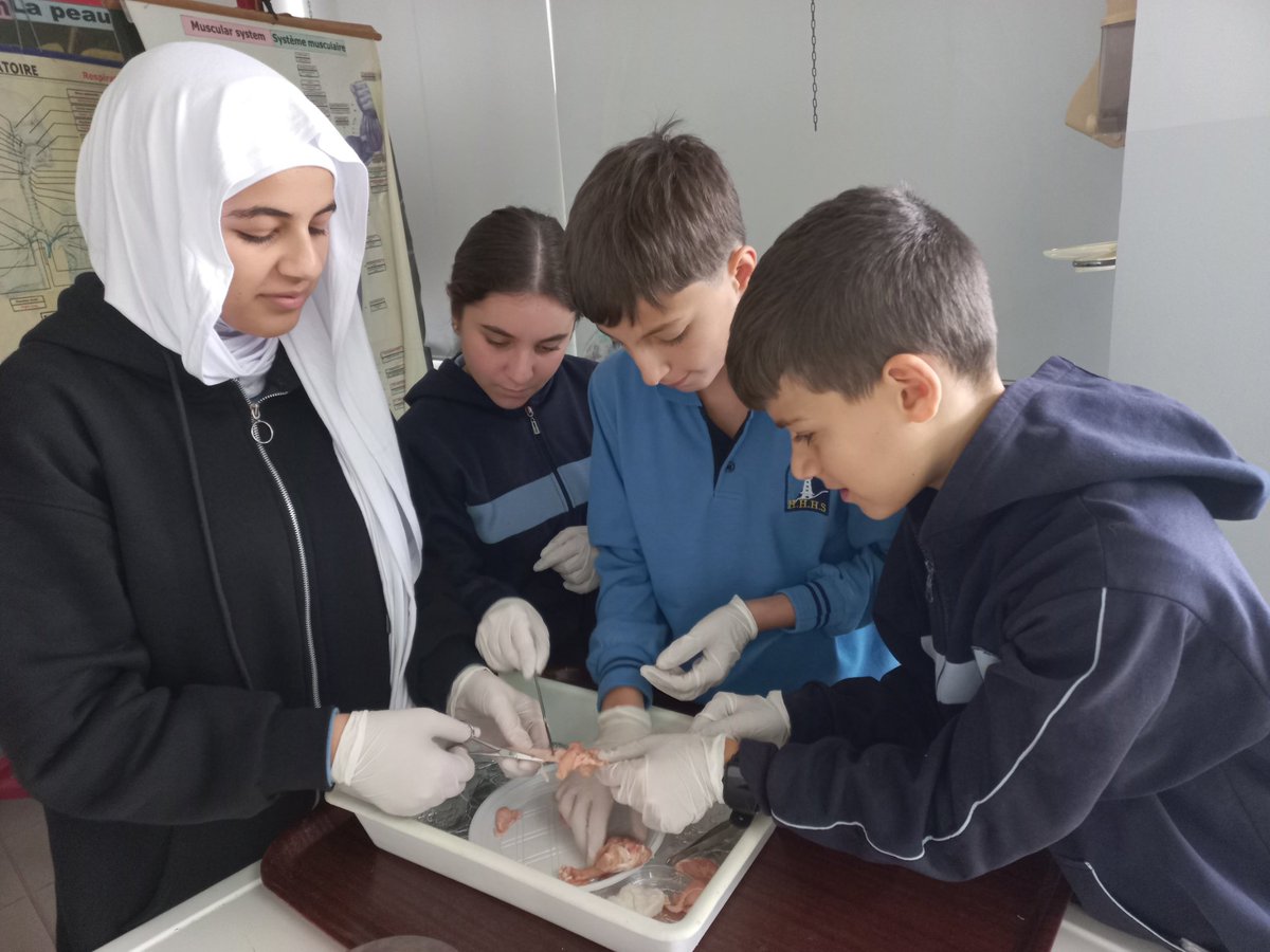 maatouk_amina's tweet image. Check out these surgeons in training! 👩‍⚕️👨‍⚕️ My Grade 7s dove into a chicken wing dissection today to see the skeletal and muscular systems in action. There’s nothing like seeing how tendons and muscles work together to bring a lesson to life! 🍗🧪   #HandsOnLearning # @Hhhsinfo