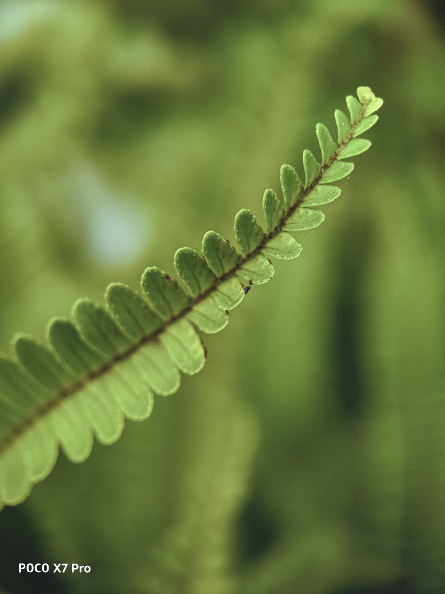 OtTonyye's tweet photo. Finding art in the quiet details of nature ๐ฑ
Shot on Poco X7 Pro.
@PocoNigeria
#ShotonPoco #pocoenthusiast #PocoX7Pro #PocoNigeria https://t.co/5a5Nd9HXHp