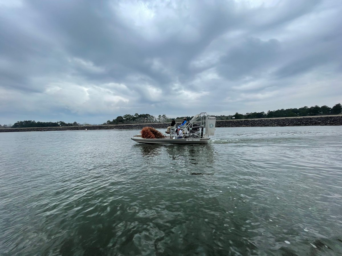 BestWaterInTX's tweet photo. Want to be a part of helping keep our water the best water in Texas? Don’t waste your Christmas tree by throwing it to the curb, donate your live Christmas tree to SJRA. It will be used to create brush piles, which will help the ecosystem in Lake Conroe. https://t.co/srk2sPUoqk https://t.co/bYwqSvngbM