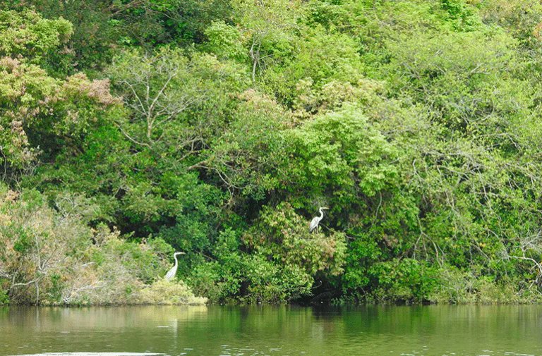 Tres tesoros vivos de la Selva Matavén
Morichales – oasis de agua y biodiversidad
 Bosques de galería – corredores verdes que abrazan los ríos
Rebalses – espacios donde el agua renueva la tierra y la vida
reddmataven.com/esp/tres-tesor…
#SelvaMatavén #AmazoníaColombiana #Orinoquía