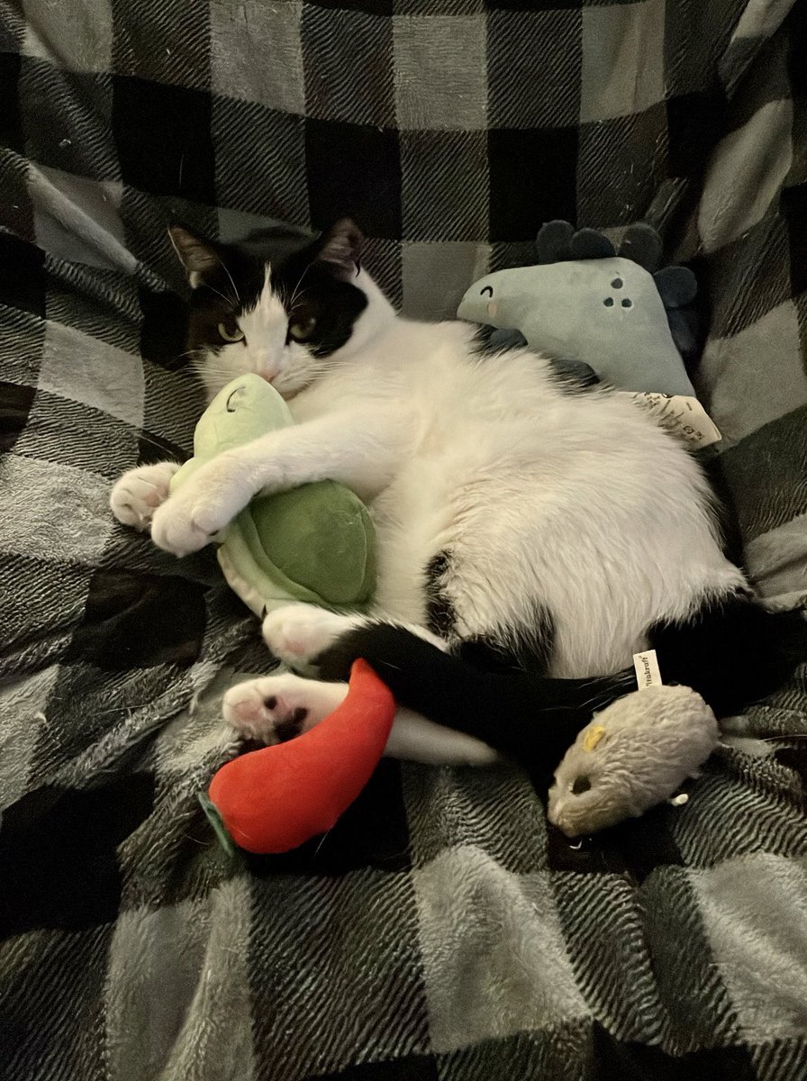 Super collection Charlotte