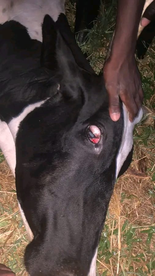 DigiCow Dairy App tweet media