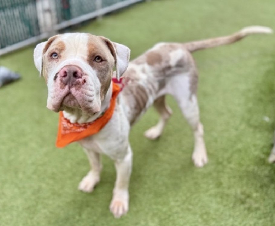 MorgFairsdogs's tweet photo. Bunnyrabbit 242405
Kill Command 
#NYCACC #RescueOnly 
He is a cute 3 yr old
Getting no chances 
Has diarrhea &amp; is Underweight 🚑
Has low threshold for arousal 
Needs appropriate outlets for his energy 
All adult home 
Help save Bunnyrabbit!
#Pledge4Rescue #foster #adopt https://t.co/bjV1nVkoPo