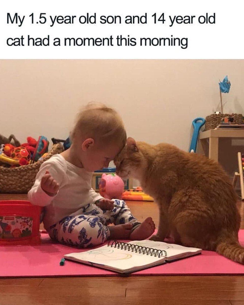 PunchingCat's tweet photo. https://t.co/hNL6ZdA7Ak