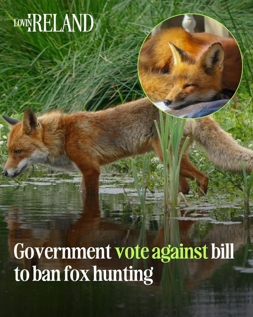 domdyer70's tweet image. Shame on all Irish politicians who voted to keep this cruel barbarism