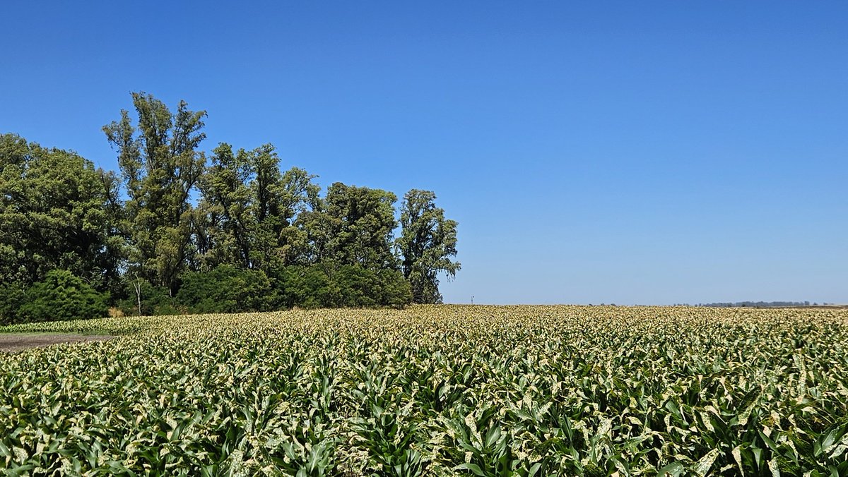 Ivan Sinclair tweet media