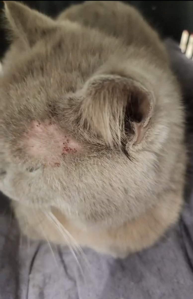 İSTANBUL 📍
bu kediye sahibi balkonda bakıyormus. 
istemedigi icin de sokaga atmis
komsusu hemen korumaya almış is yerinde bakıyor.
pirelerden dolayı vücudu yara olmus.
iç dış paraziti yapılmıs
ACİL YUVA ARANIYOR ‼️ 
İLETİŞİM: 0552 454 8829