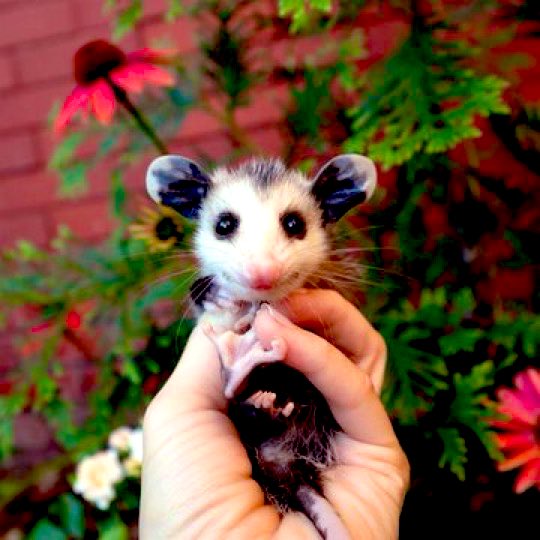 Why would you ever hurt one of these beautiful creatures whose lifespan is only 2 years and they live in total isolation not bothering a single soul. 😭

It’s smiling even. 😭😭😭