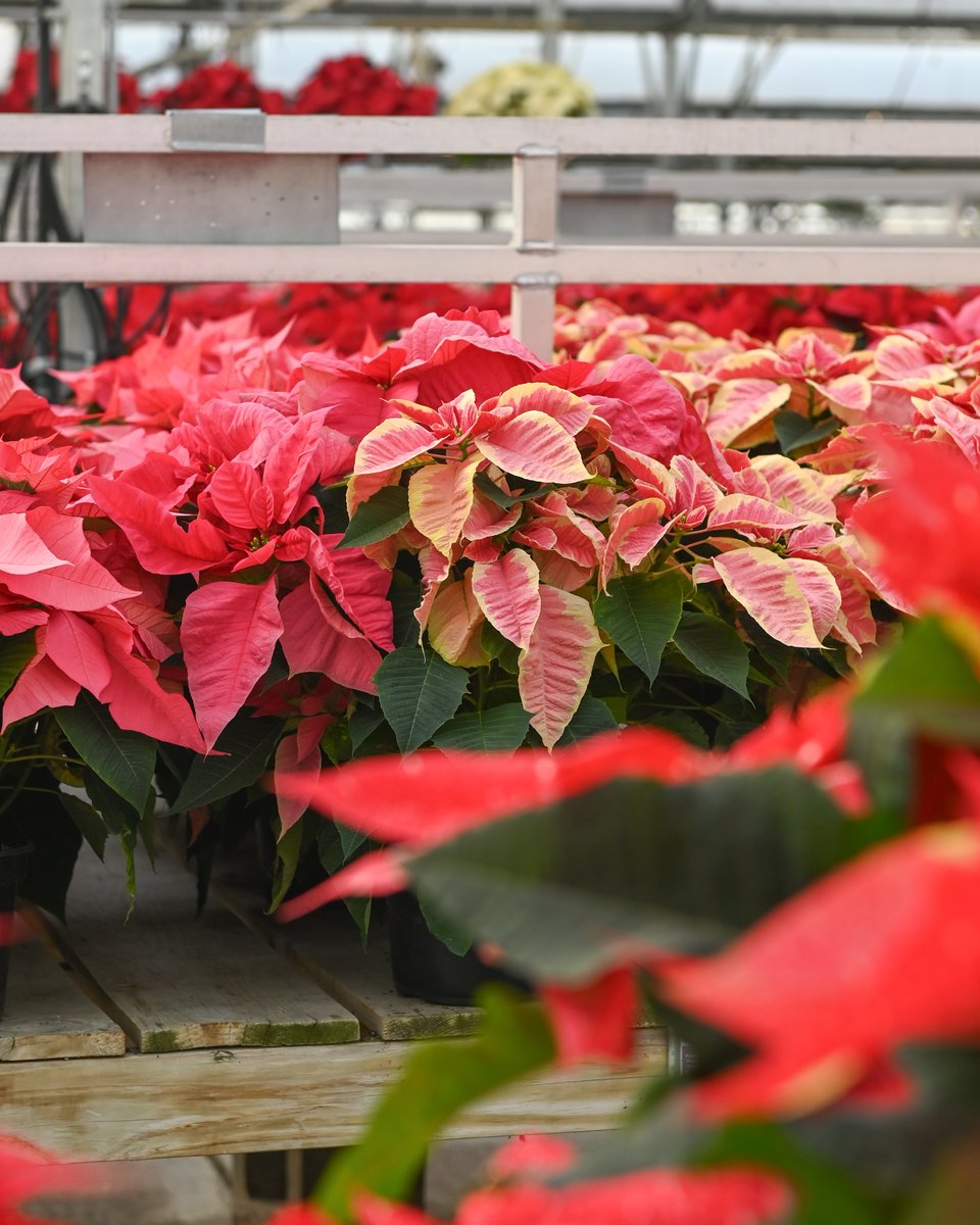 It’s a great time to refresh your holiday décor 🎁 Enjoy 50% off wintergreens, wreaths, garland, holiday houseplants, select seasonal Mulhalls Potted, and Christmas décor and ornaments – plus Christmas clearance now 70% off.

#mymulhalls #holidaydecor #christmassale