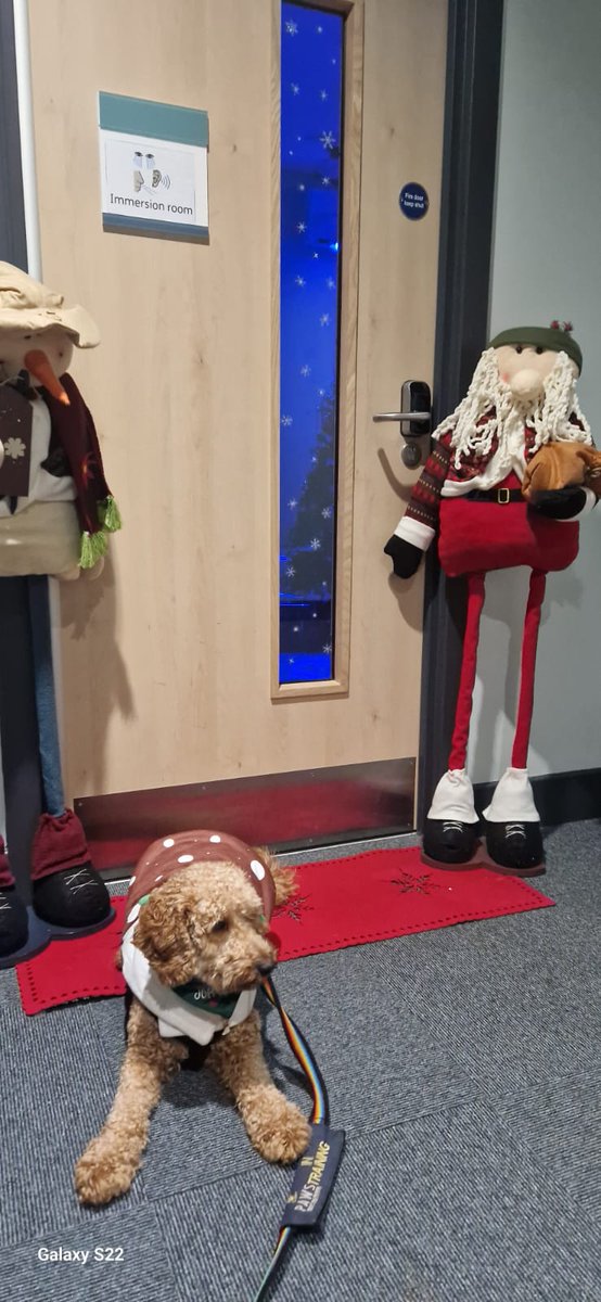 ToffeeTherapyDoginTraining tweet media