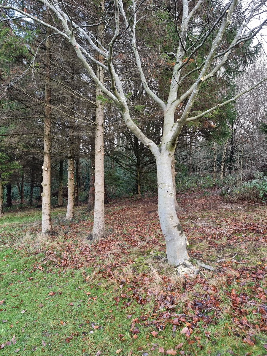 Lees Hall Golf Club tweet media