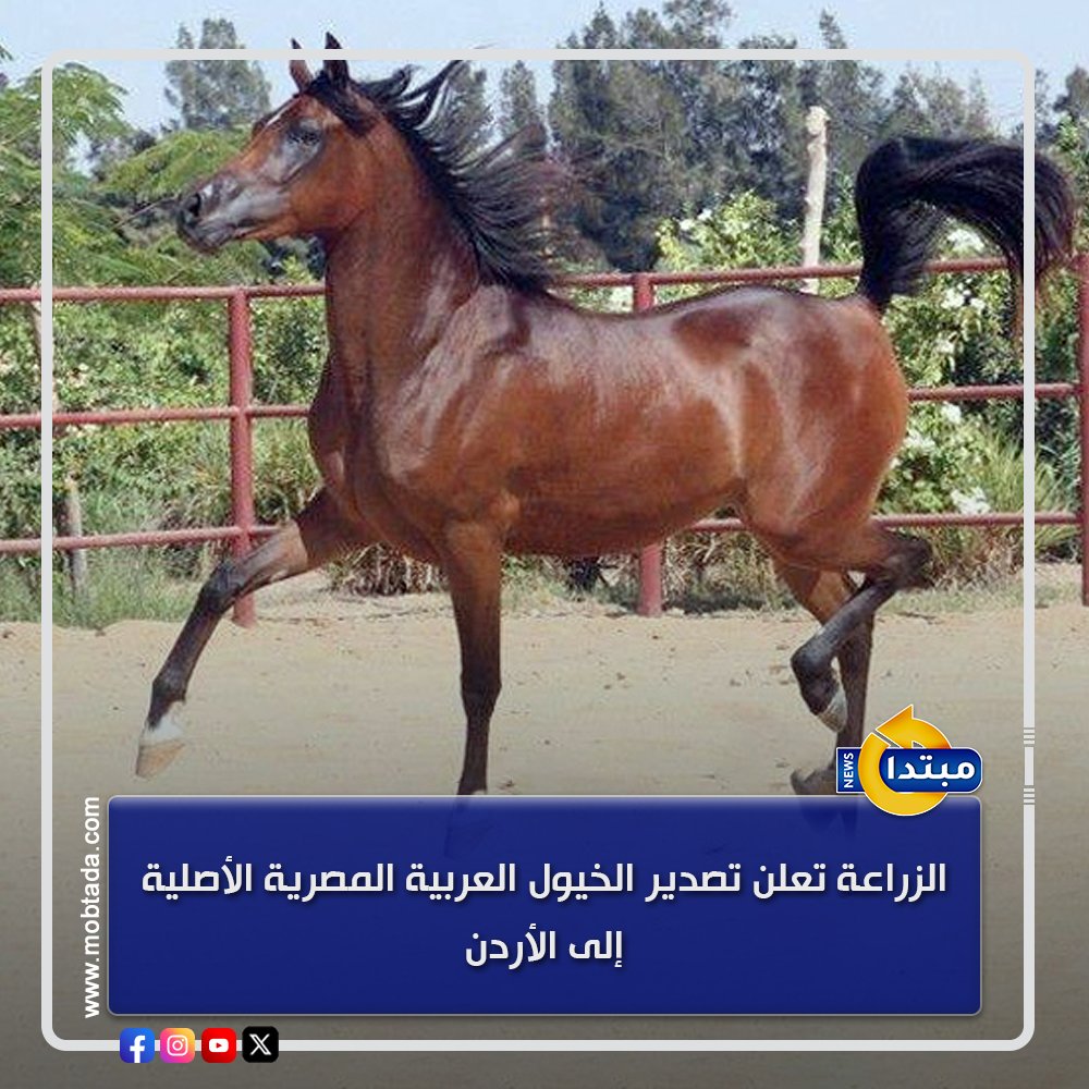 الزراعة تعلن توقيع مذكرة تعاون لتصدير الخيول المصرية للأردن بهدف تنظيم نقل الخيول تحت إشراف الجهات المختصة وتعزيز التبادل التجاري بين البلدين 