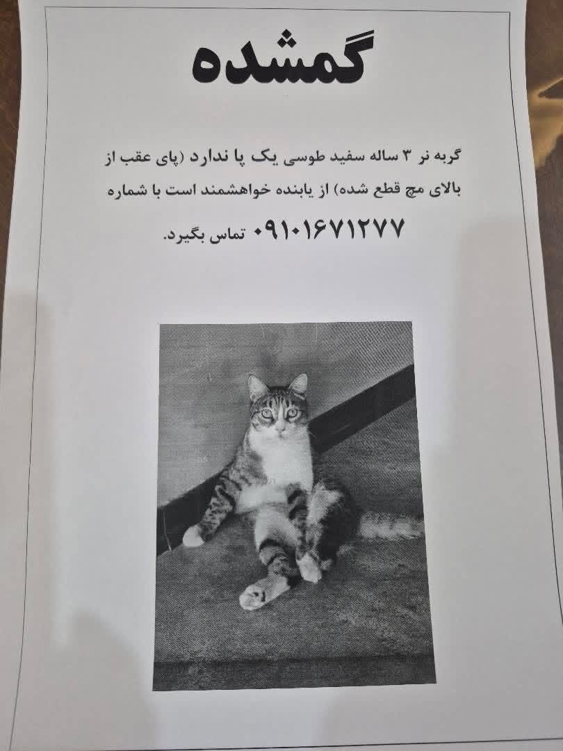 pet__koo's tweet photo. به گفته شما؛

 عادت داشت میرفت دم در میشست و برمیگشت  یه روز رفت و نیومد
کیهان نر 3 ساله  یک پا ندارد (پای عقب از بالای مچ قطع شده) مژدگانی هم تعلق میگیره
محدوده مرزداران خیابان ابراهیمی الوند 5
حدود یک هفته پیش
شماره تماس1671277 0910

————————————-
#گربه
#گربه_گمشده https://t.co/azfwADyNG3