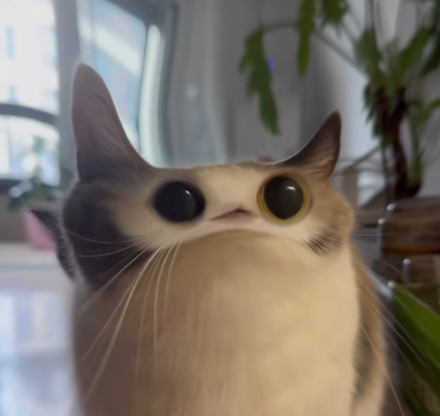 sendstostacker's tweet image. 2ZpZsq7qAAGU7TgfoTgSTEHRruxn5wDGehykvamSpump

NEXT POPCAT
I just found the new cult of cat on TIKTOK, $MEEP,

TONS OF VIDEOS IN 1 DAY, MILLIONS OF VIEWS AND LIKES,

THIS IS INSANE
tiktok.com/@calicocattimi…