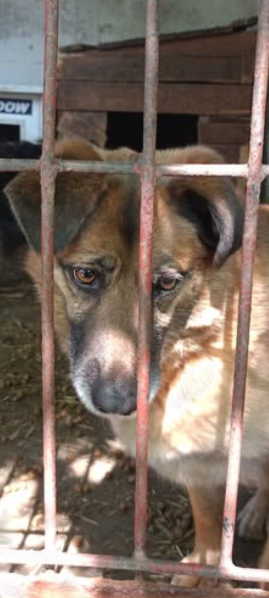 Śliczna i kochana 6-latka Wega ❤️❤️❤️ pilnie szuka kochającego Domu! ❤️