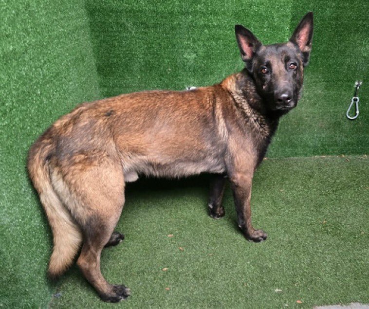 SabaMekaZeus's tweet photo. 🆘 CRITICAL in #California 🐕

Please ADOPT or FOSTER to Save the Life of Beautiful 3 yr old #BelgianMalinois GEORGE

GEORGE is in a High Kill Shelter and Urgently need a Hero to save his life🙏🐾 
Watch GEORGE &amp; Learn more👇🏼

[If think you’re that HERO: 
contact: @FoxtrotSh1tUp] https://t.co/iqPC9V5Ora