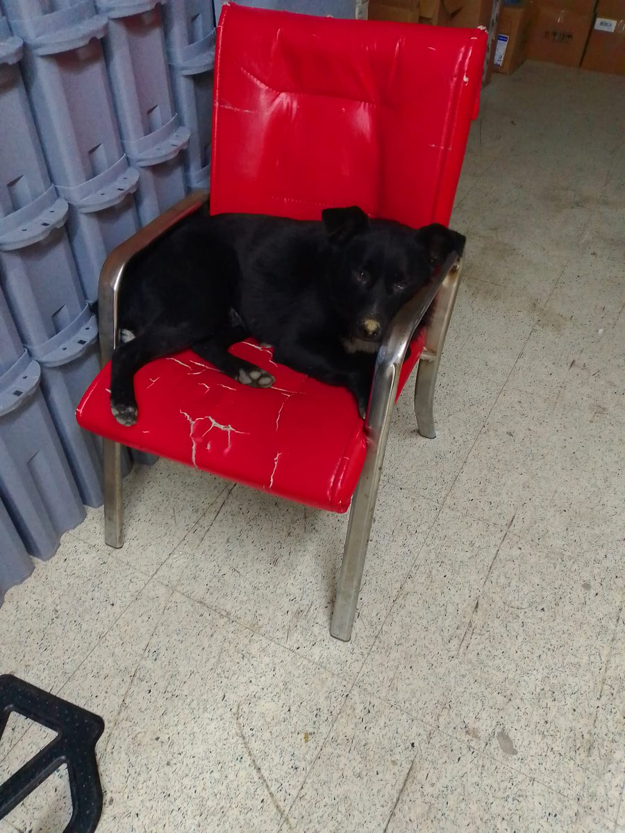 birkedidelisi tweet media