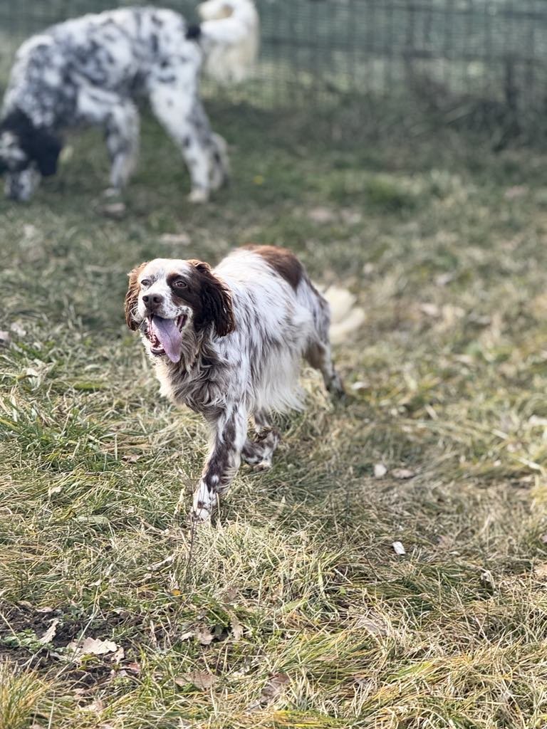 🆘17 DEC 2025 #Lost Spice #ScanMe
English Setter Female
Donach Beach, near The Donoch Firth Estuary #IV25
#Dornoch Highland Region #Scotland
Presumed to have been swept out to sea, possibility of coming ashore the other side of the estuary.
doglost.co.uk/dog/201327