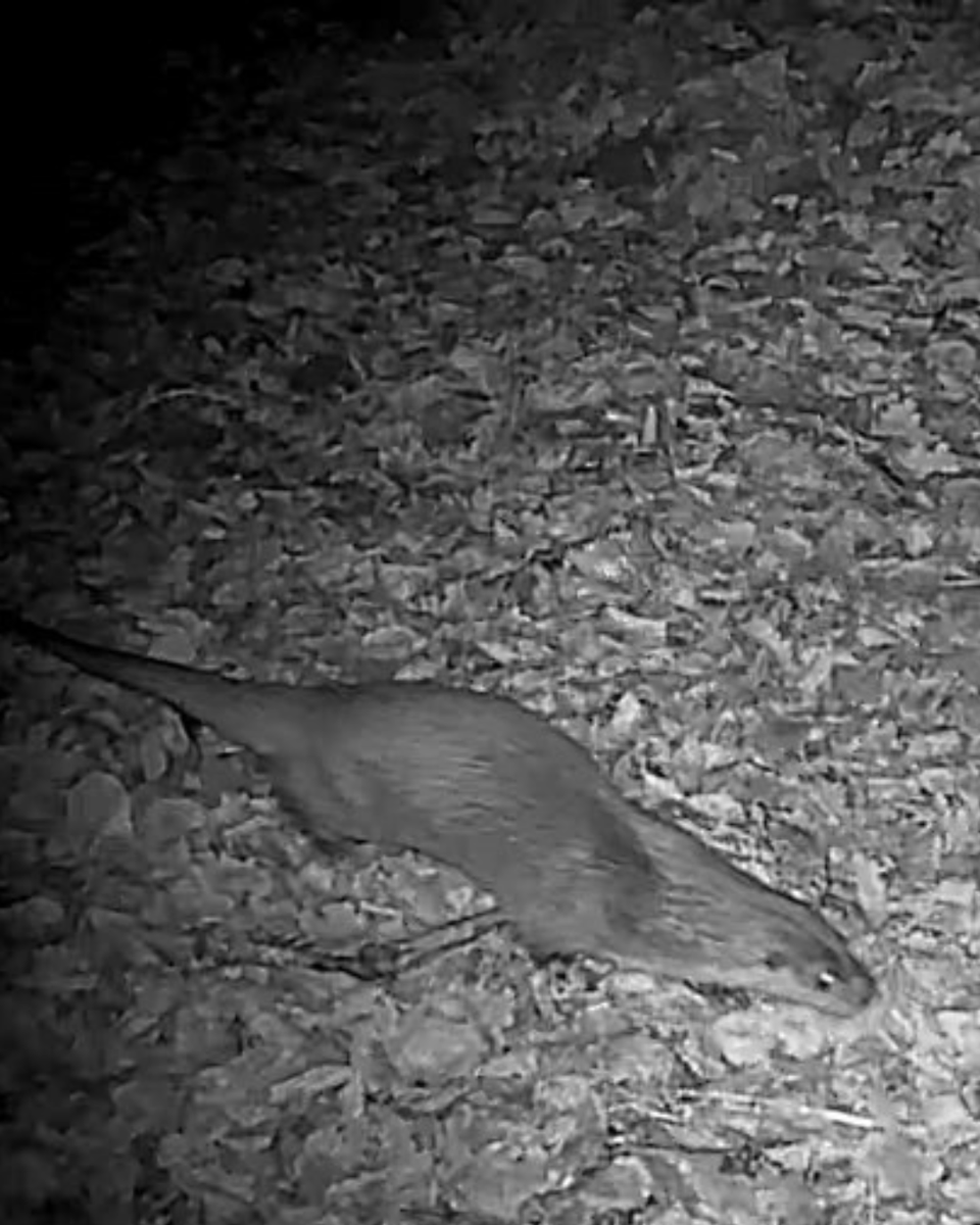 rwtwales's tweet photo. ๐ง Build water and wildlife will follow
Weโve been working with a local landowner to create #scrapes on their farm, and the results speak for themselves.
Foxes, badgers, a woodcock and otters have already been captured visiting on a camera trap! https://t.co/mMDGADpMK7