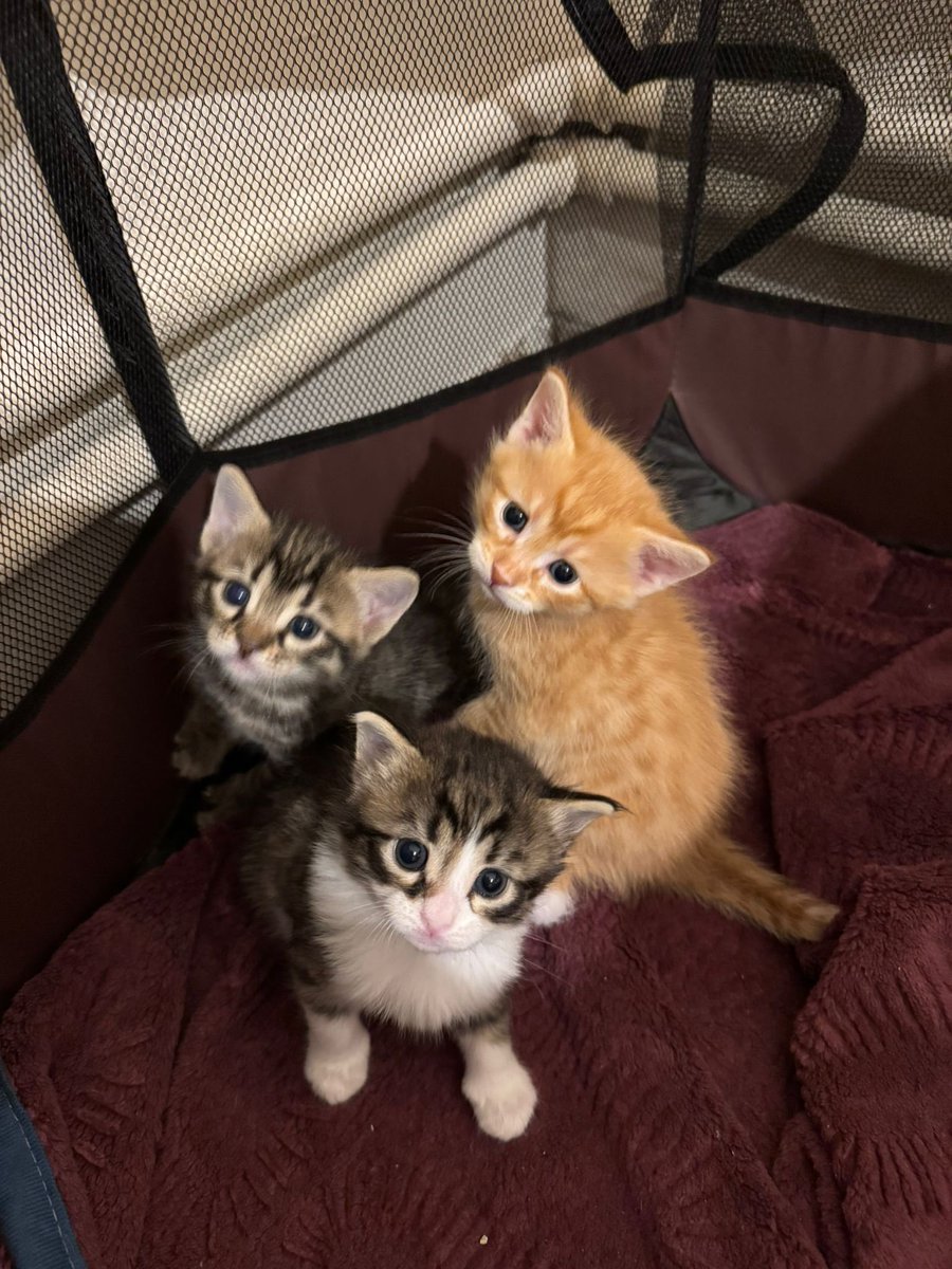 hey Ankara’m! Prenses Bublegum, Balbazar Fikri ve Efes Tombul 1 ay sonra yuvalarına gitmeye hazır olacaklar.🥹 Yakında ilan açacağız, şimdiden isteyen olur muuu?🫠🫠🫠