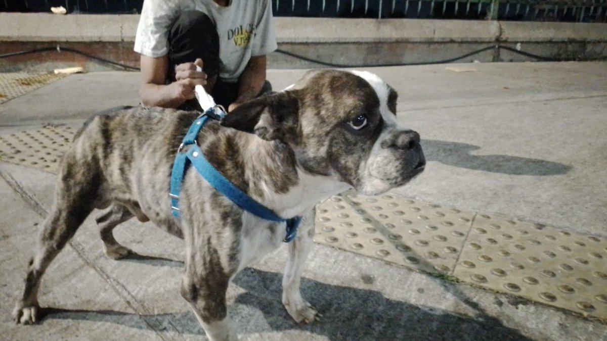 Lo tiraron ayer en lugano esta muy flaco y con diarreaen la calle. Ayuda x favor para llevarlo al veterinario. Esta muy debil. Patricia D agostino
Patricia.372.siga.mp
<a href="/luciafolini/">Ana Lucia Folini</a> 
<a href="/AlmasDeLaCalle/">Almas De La Calle</a> 
<a href="/polaco_adrian/">Adrián Kolszyc</a> 
<a href="/MarianoOses/">Mariano Osés Martelli</a> 
<a href="/Bichuok1/">Bichu ok🐶🐱🌷🍀☀️(ex Sandri ok)</a> 
<a href="/BontCris/">Derecho Animal y Medio Ambiente</a> 
<a href="/Debbuc2/">Debbuc</a> 
<a href="/grace_luca/">grace De Luca</a>