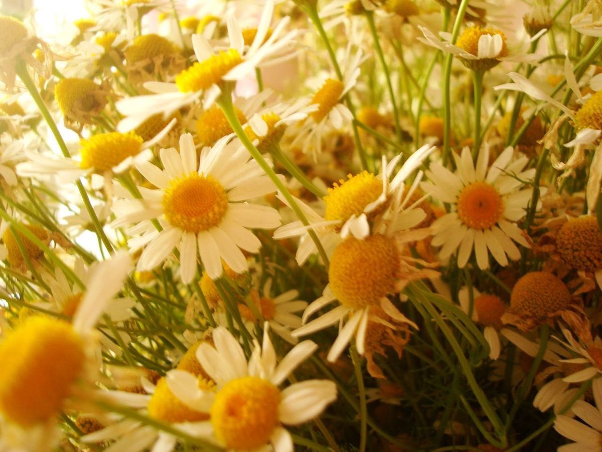 superalof tweet media