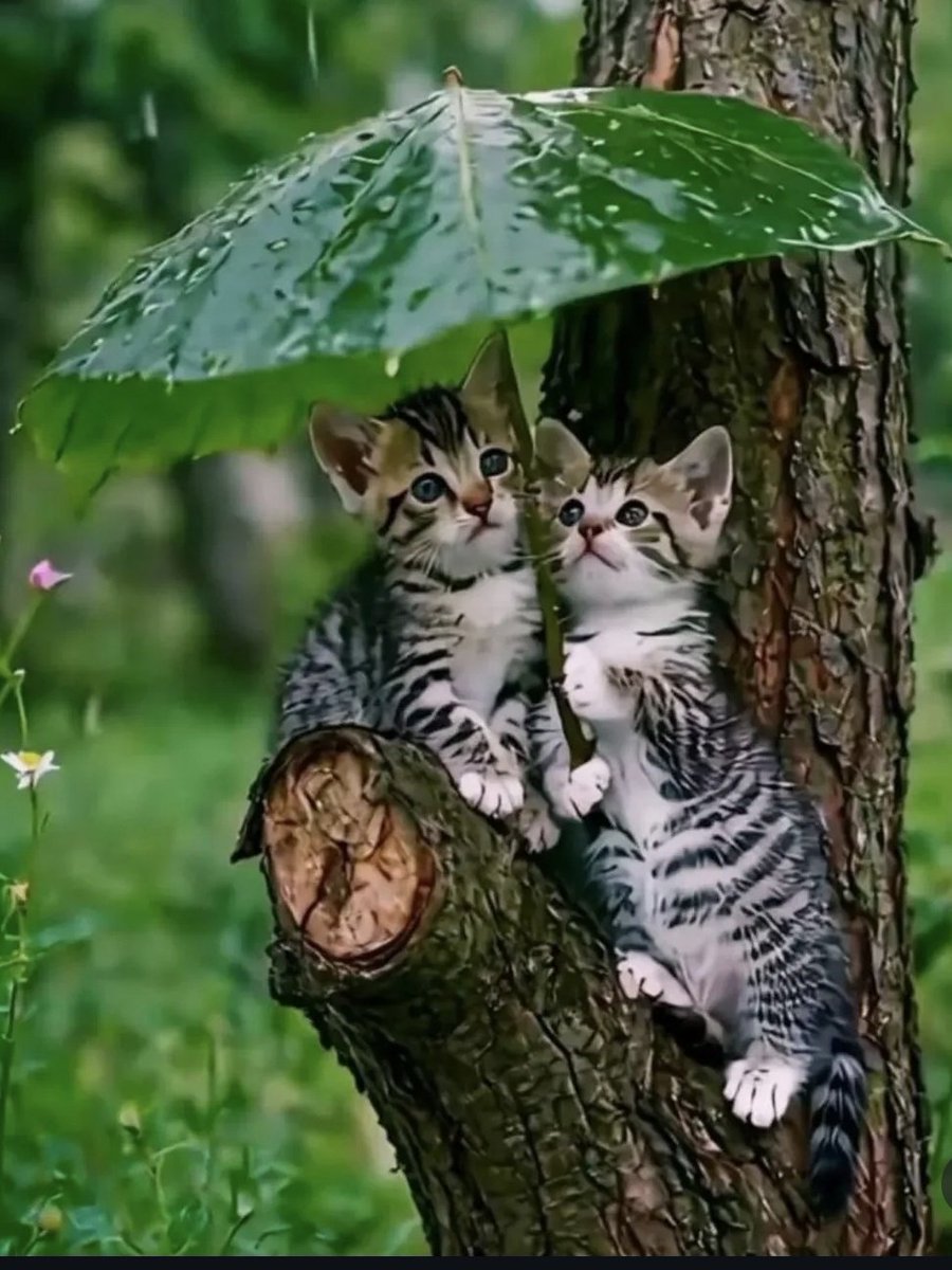 "sevdiğini söyleyen birisi yerine, sevgisini gösteren birisine inanın."
#Geceye
💙💙