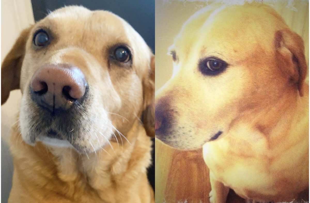 A slightly different one for us this year. First time in over 20yrs without a dog sharing our Xmas with us. I’ll knock baubles off the tree for ya though boys!😉🙏🏼🐾#BuddyAndRuffus x