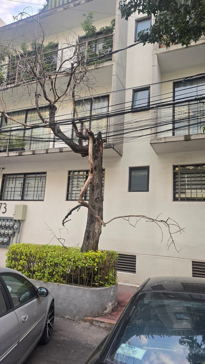 jlpac08's tweet photo. @AlcaldiaMHmx @mauriciotabe @locatel_mx A este árbol seco ya se le empiezan a caer las ramas, podrían apoyarnos, gracias es en unión número 73, col. Escandon sección II, c.p 11800 https://t.co/rSxsS1yLXh