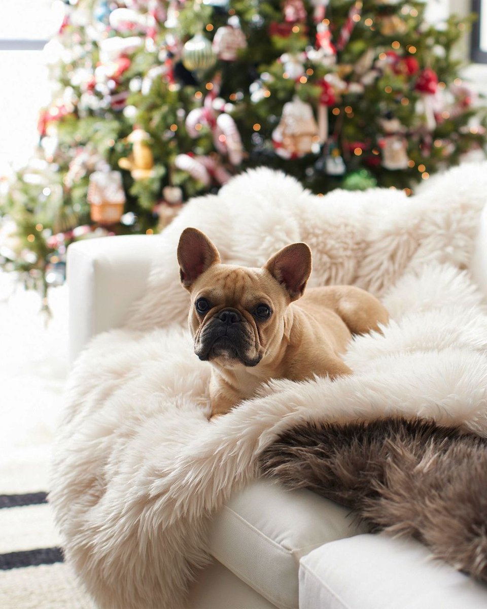 Your home is more than just a place for you; it's a sanctuary for your pets too. Creating a welcoming &amp; comfortable home means considering the needs of your furry friends in your decor choices. Focus on adding elements that provide warmth &amp; luxury for everyone.

PC: <a href="/potterybarn/">Pottery Barn</a>