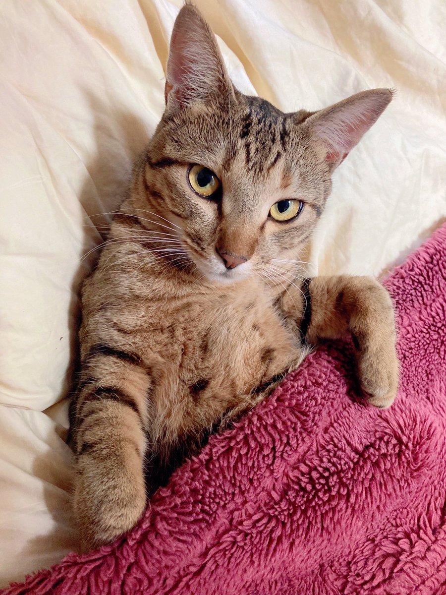 ねこ男爵 (@LunaCat_Baron) / Posts / X