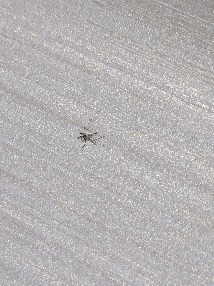 くろべえ❗️ くろべえ (@kurobee_jayo) / Posts / X