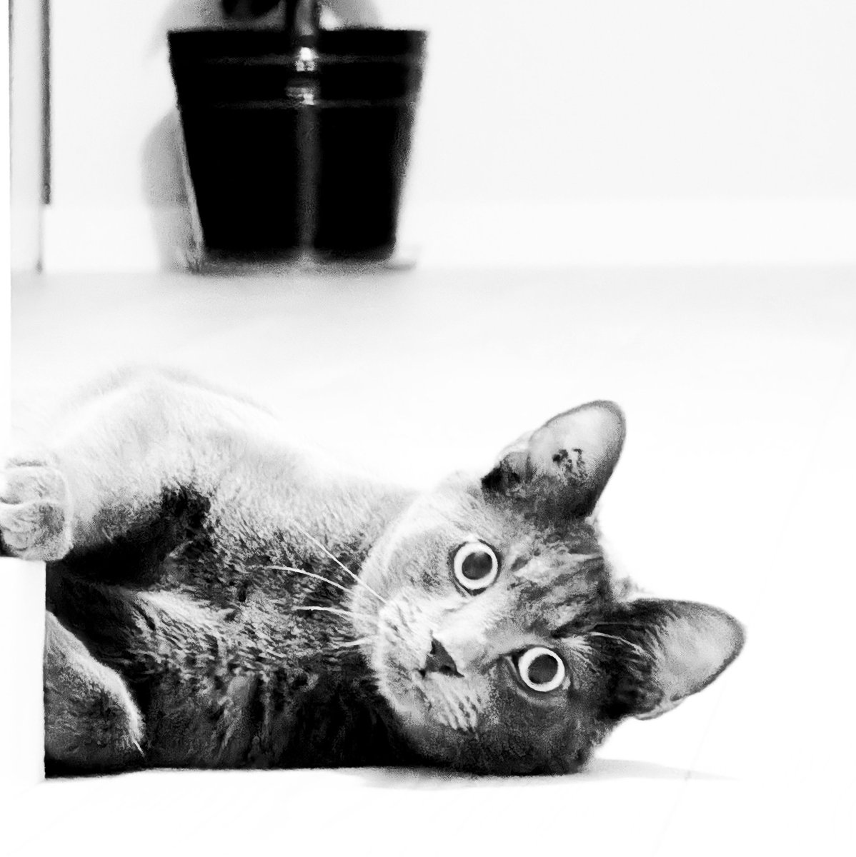 GhostWriter👻 - Comms open! tweet media