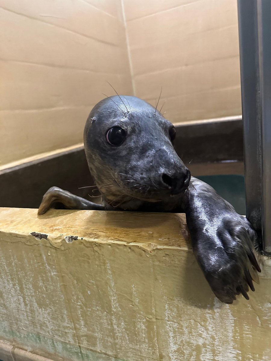 Vape impatiently waiting for his pool to fill for lunch😆 he is the first out of our grey seal pups to eat fish for himself in water!! #seals