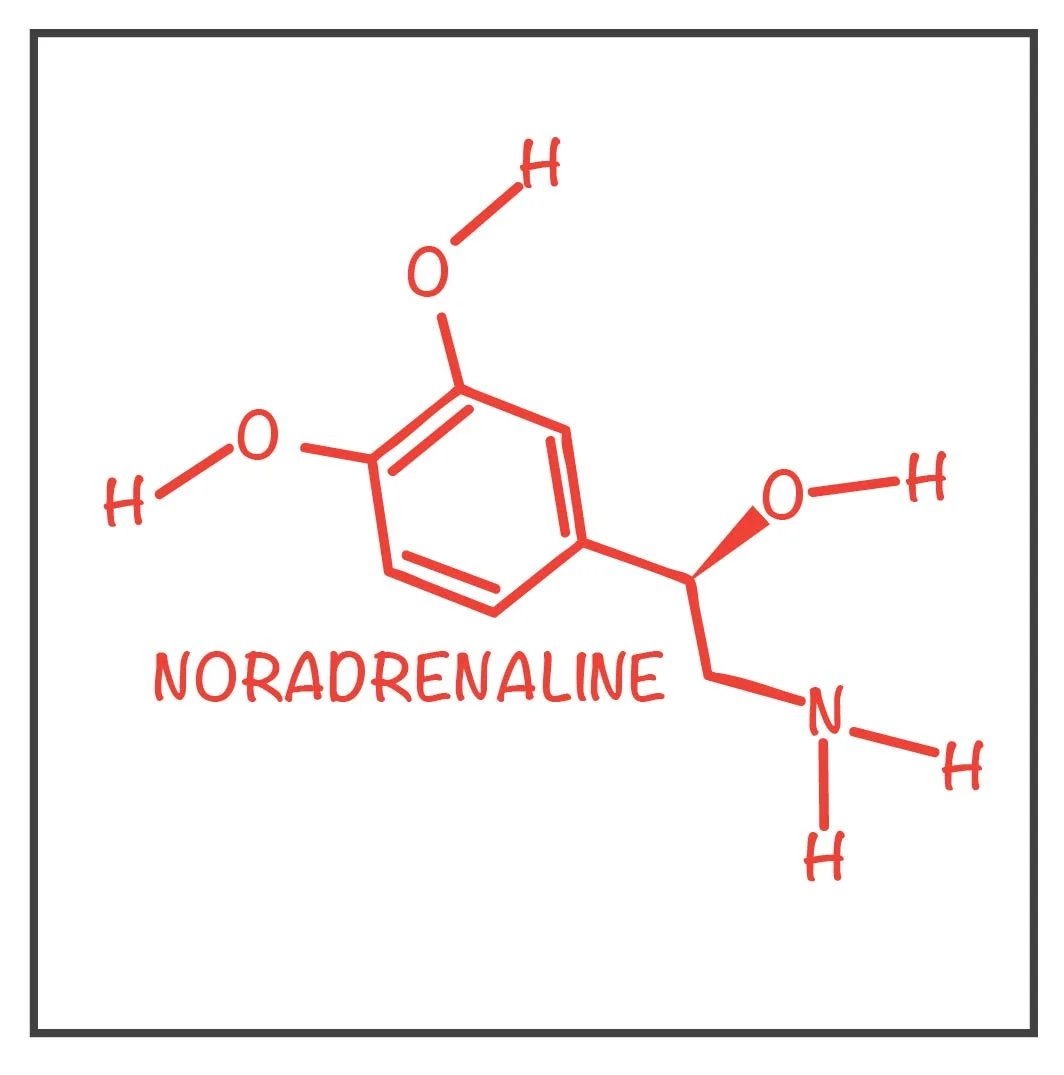 bioqueermico's tweet photo. The drug also induces massive production of noradrenaline, a hormone that can tighten blood vessels around salivary glands, so we produce less saliva.

All this combined results in the inhibition of the sensation of thirst, leading to the whole process we discussed in the thread. https://t.co/0qevBFZpla