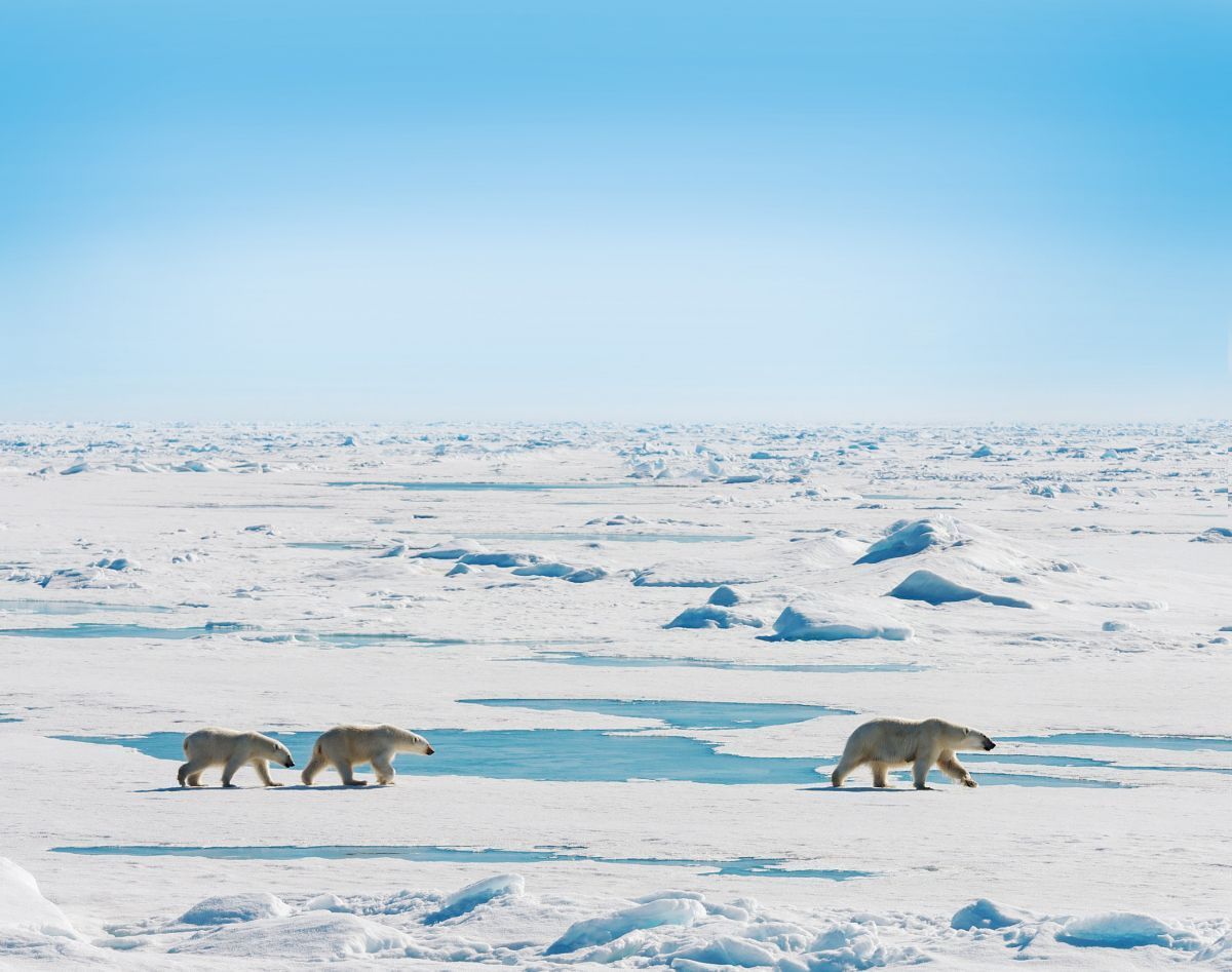 ExpeditionsNow's tweet photo. 🚢🌍 Discover why the MS Quest delivers the ultimate small-ship Svalbard experience — in-depth landings, Zodiac exploration and incredible Arctic wildlife encounters. #Svalbard #MSQuest #PolarAdventure #SmallShipCruise #WildlifeTravel #ExpeditionCruise https://t.co/ipW92RnLij https://t.co/pXxp4egjzw