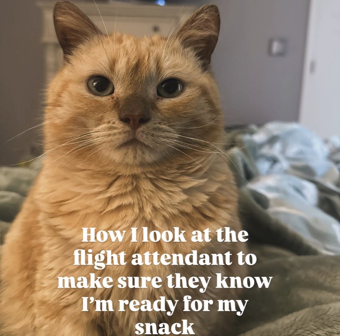 literallymecats's tweet photo. https://t.co/Iw2w80HrN9