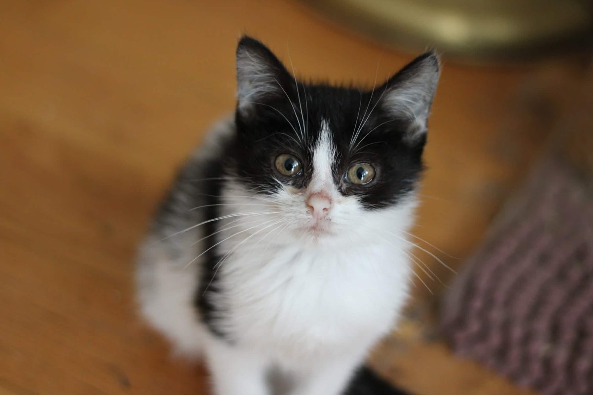 Kurcze 14 kotów jest w potrzebie, walczy o zdrowie!

A na zbiórce zaledwie 300 zł, to nie wystarczy, proszę pomóżcie.

Chociaż RT, może zobaczy to ktoś kto zechce wpłacić 🙏🙏

ratujemyzwierzaki.pl/14-kotow