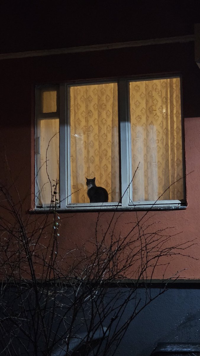 Минутка оффтопа. Я каждый вечер возвращаюсь домой и каждый раз наблюдаю как котик смотрит передачу "в мире людей".