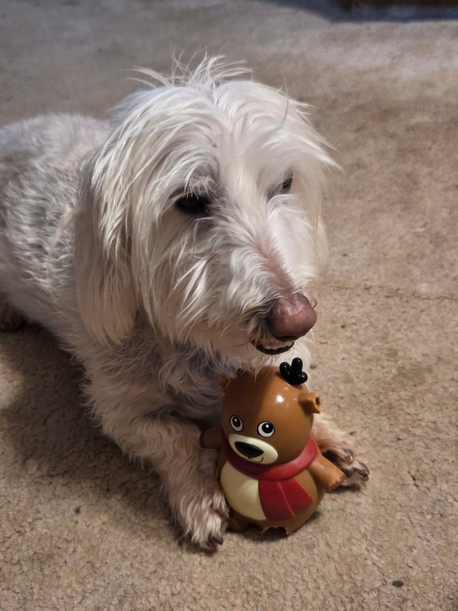 Melissa_Steinle's tweet image. 🎄🐶 Early Christmas treat for the pups!
Wilbur is loving the Merry &amp;amp; Bright Vinyl Reindeer Dog Toy — festive, squeaky &amp;amp; Wilbur-approved 🦌

⏰ Last day (12/18) to order with standard shipping!
👉 mavely.app.link/e/EfCipnOQ7Yb

#Ad #AffiliateLink #HolidayPets #DogToys