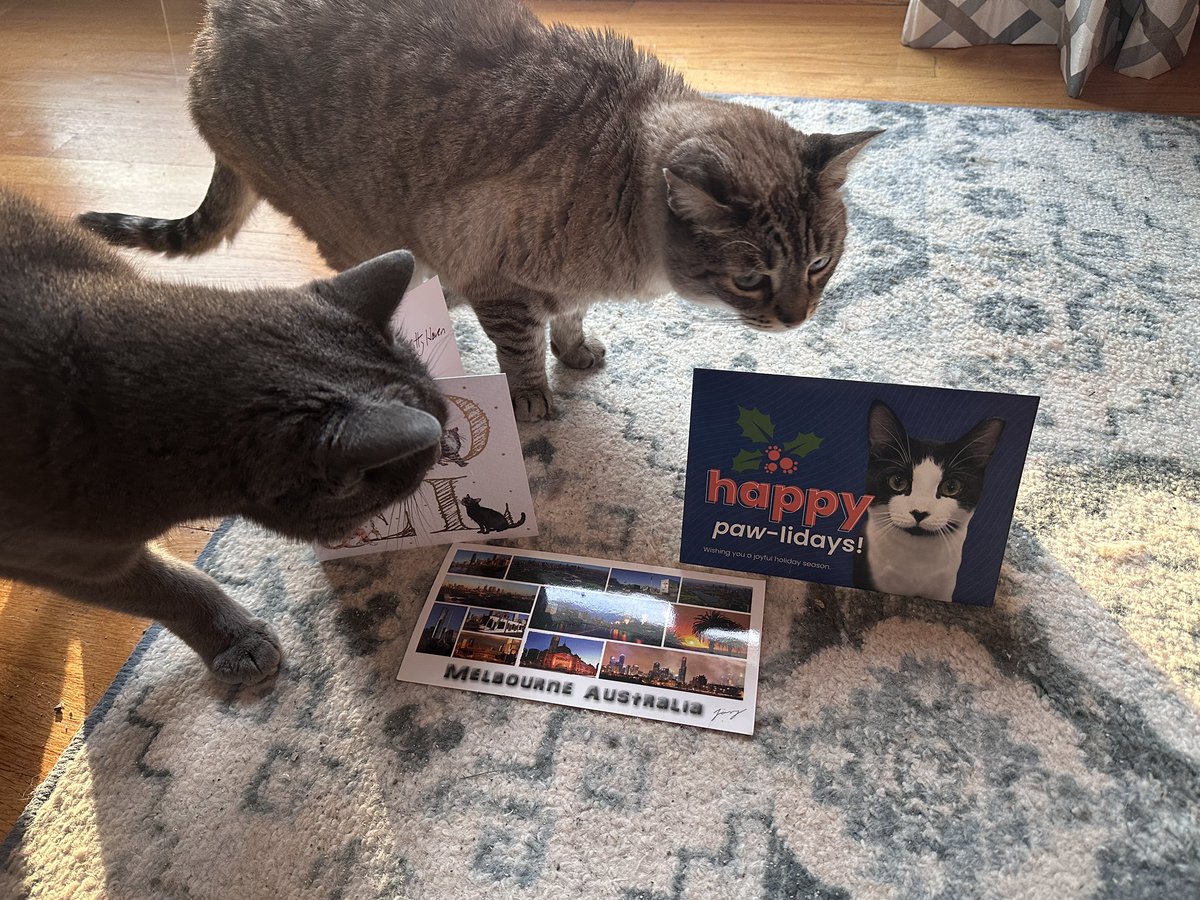 KittyHavenNY's tweet photo. We wznt to thank our wonderpal pals for our #Catmus cards today! YAY you all the best! @Flospots @tinkertoy5 @thefurphster https://t.co/T1RuRn37pz