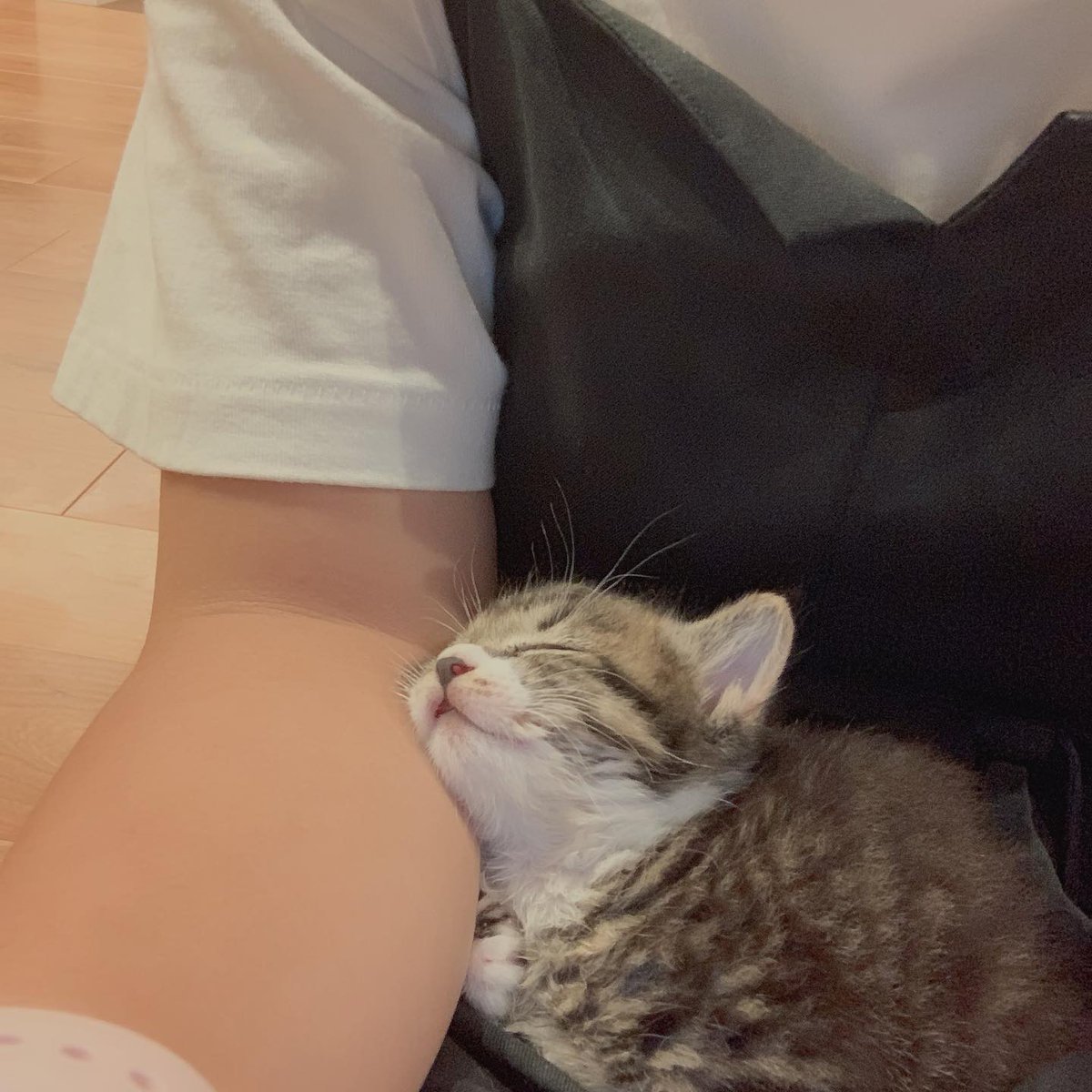 CuteCatsMagic's tweet photo. https://t.co/yrg68W0ncV