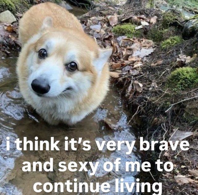 horse dentist (@equine__dentist) on Twitter photo 