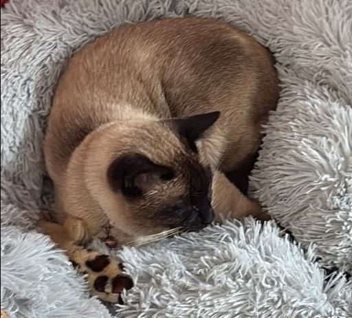 CatCall_UK's tweet image. Have you seen this dear Cat missing from Arundel Court, Edwin Road St Leonards On Sea, see details and contact information catcall.org.uk/lost-and-found…
#CatMissinginStLeonards #MissingCat #CatCall #GettingCatsHome #Caring4Cats #CatRescue #lovecats