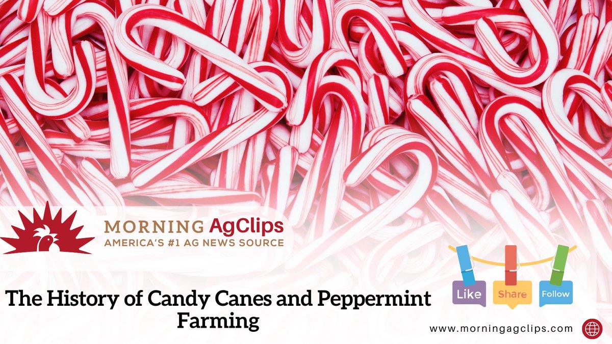 AgClips's tweet image. Today’s candy cane traces back to centuries of confectionery craft and American mint fields. The treat itself was not invented here in the U.S., the candy cane we know today was widely popularized in Albany, Georgia.

Read on: hubs.la/Q03YnbPS0

#candycane #funhistory