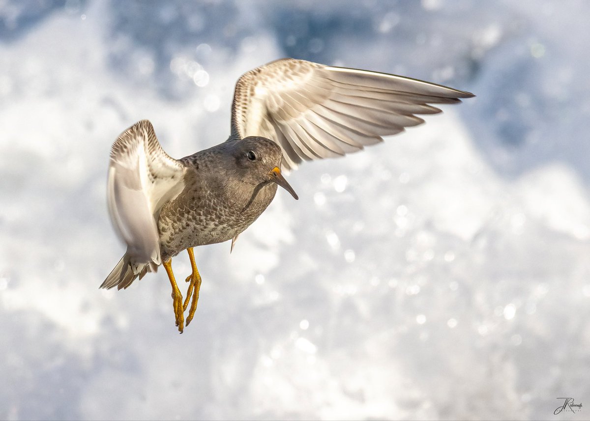 Jonathan Rosborough Photography tweet media