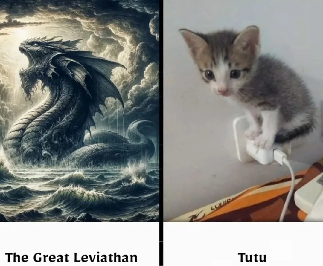 Catsillyness's tweet image. Who would win?