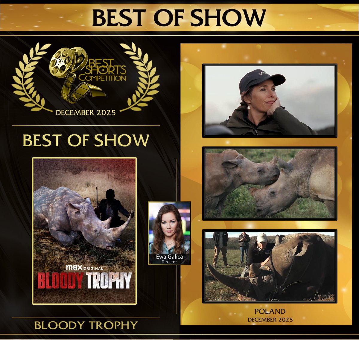 bestshorts's tweet image. Gratulacje to BEST OF SHOW Ewa Galica for Bloody Trophy 📷A hard-hitting expose of the inhumane rhino horn trade, a global criminal network &amp;amp; the heroes risking all to save this species. Deft direction, research, cinematography create an unforgettable doc. bestshorts.net